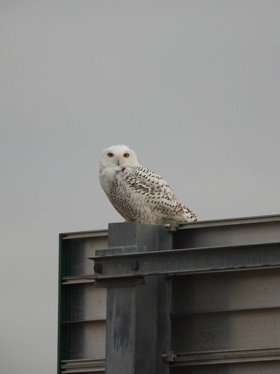 Snowy Owl - ML645554644