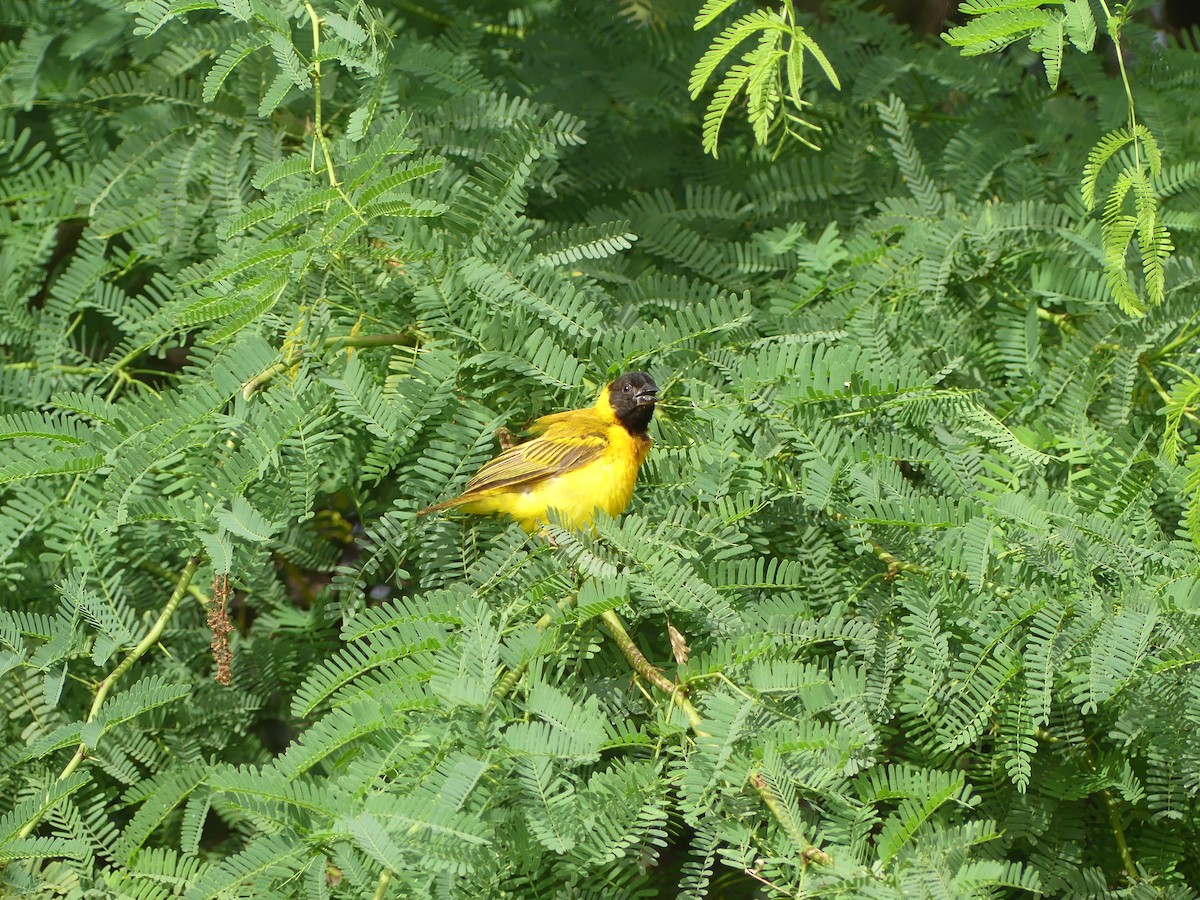Black-headed Weaver - ML645554651