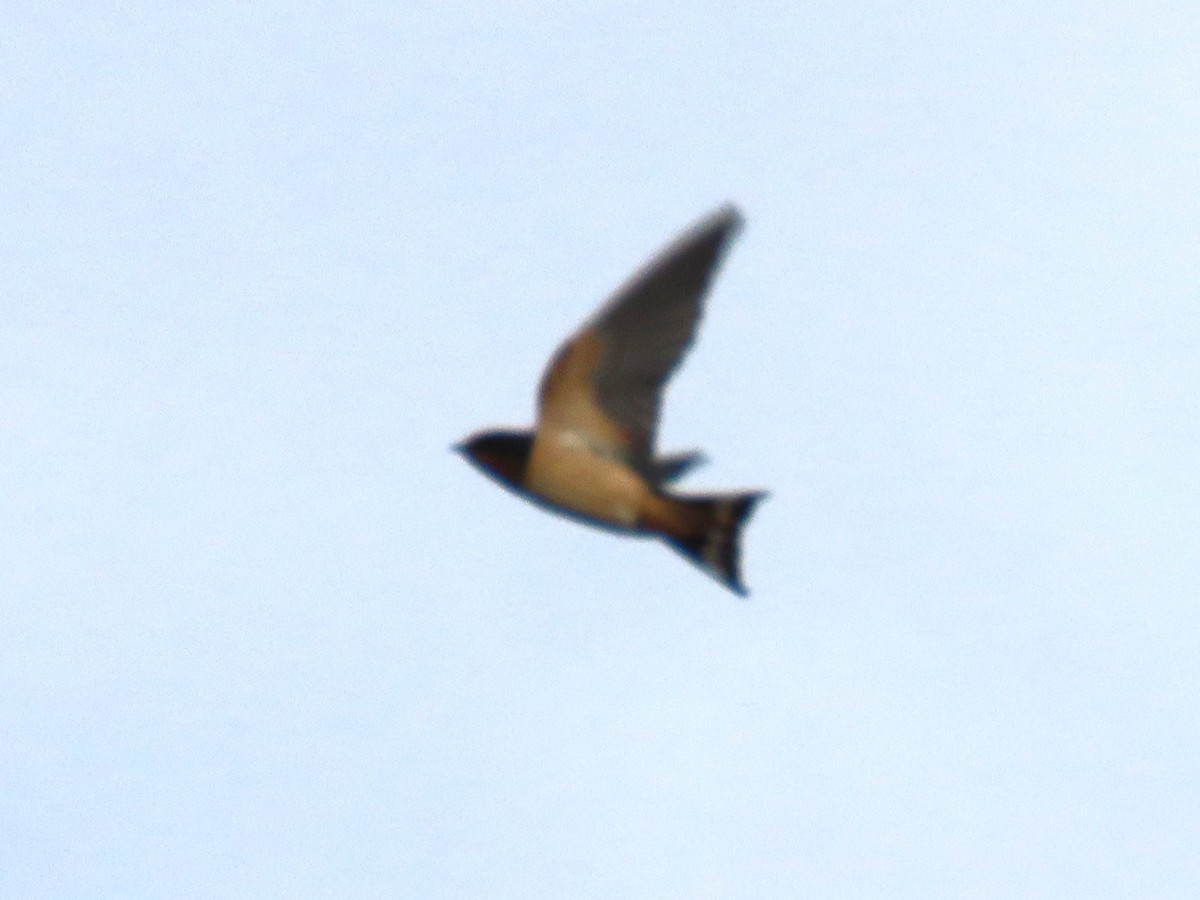 Ластівка сільська - ML645554670