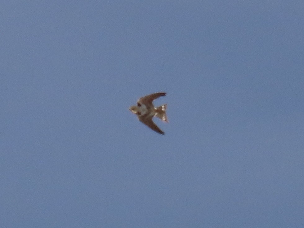 Ластівка сільська - ML645554672