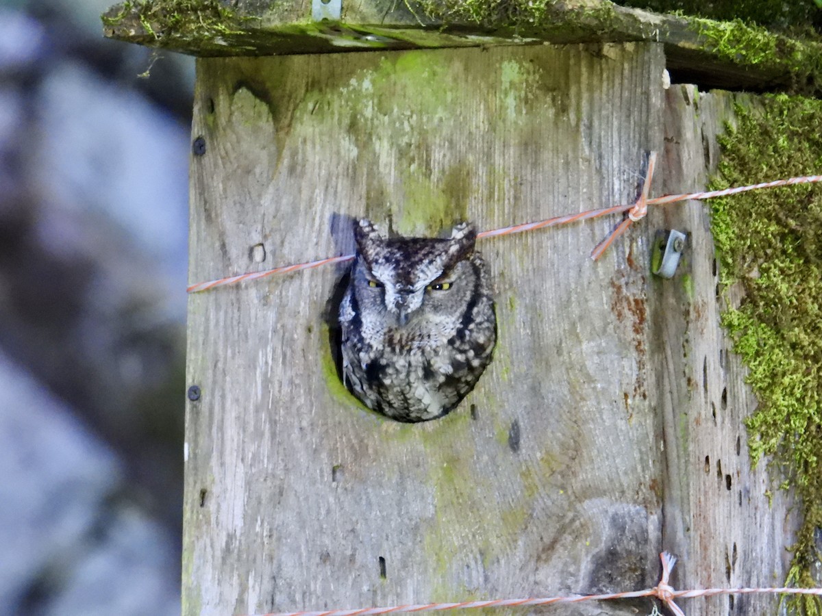 Western Screech-Owl - ML645554675