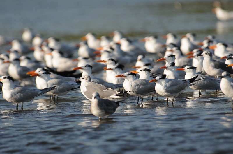 שחפית גדולה - ML645554687