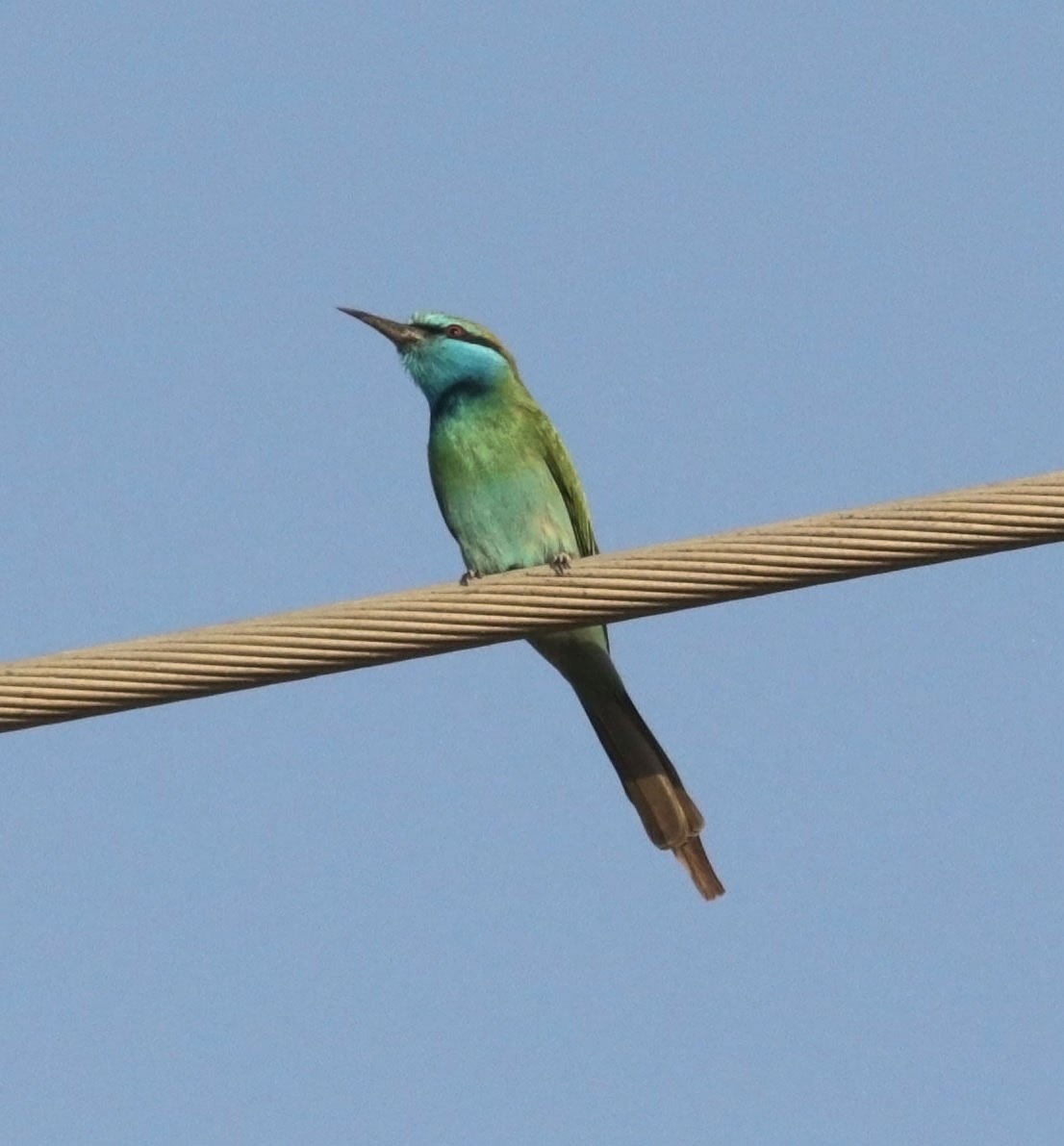 Erle-txori berde arabiarra - ML645554701