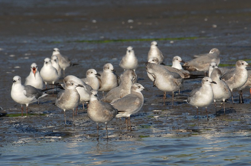 שחף צוחק - ML645554713