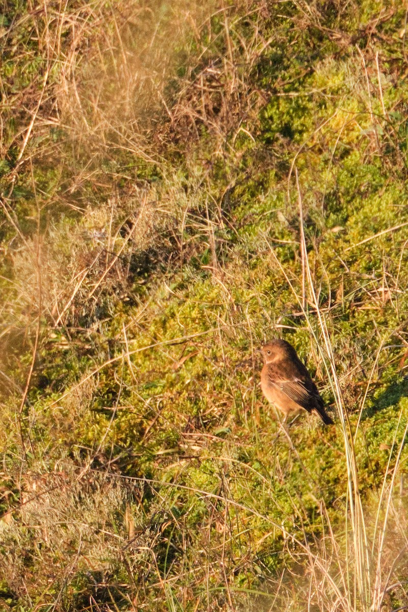 European Stonechat - ML645554715