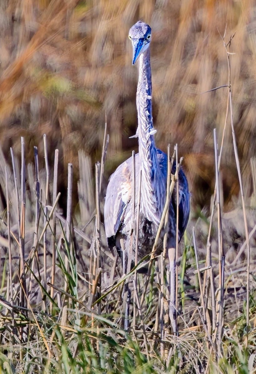 Great Blue Heron - ML645554758
