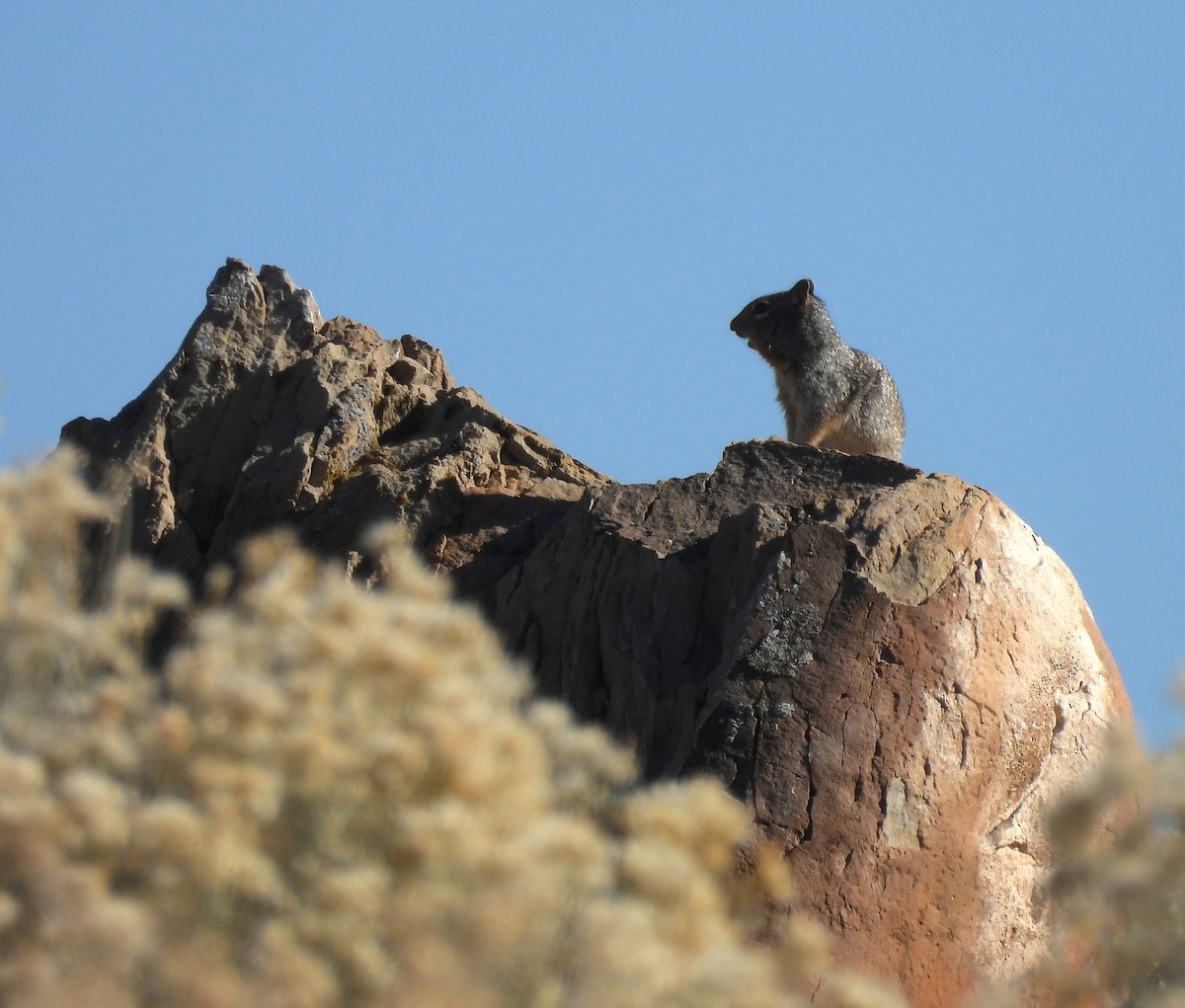 Animals - ML645554761