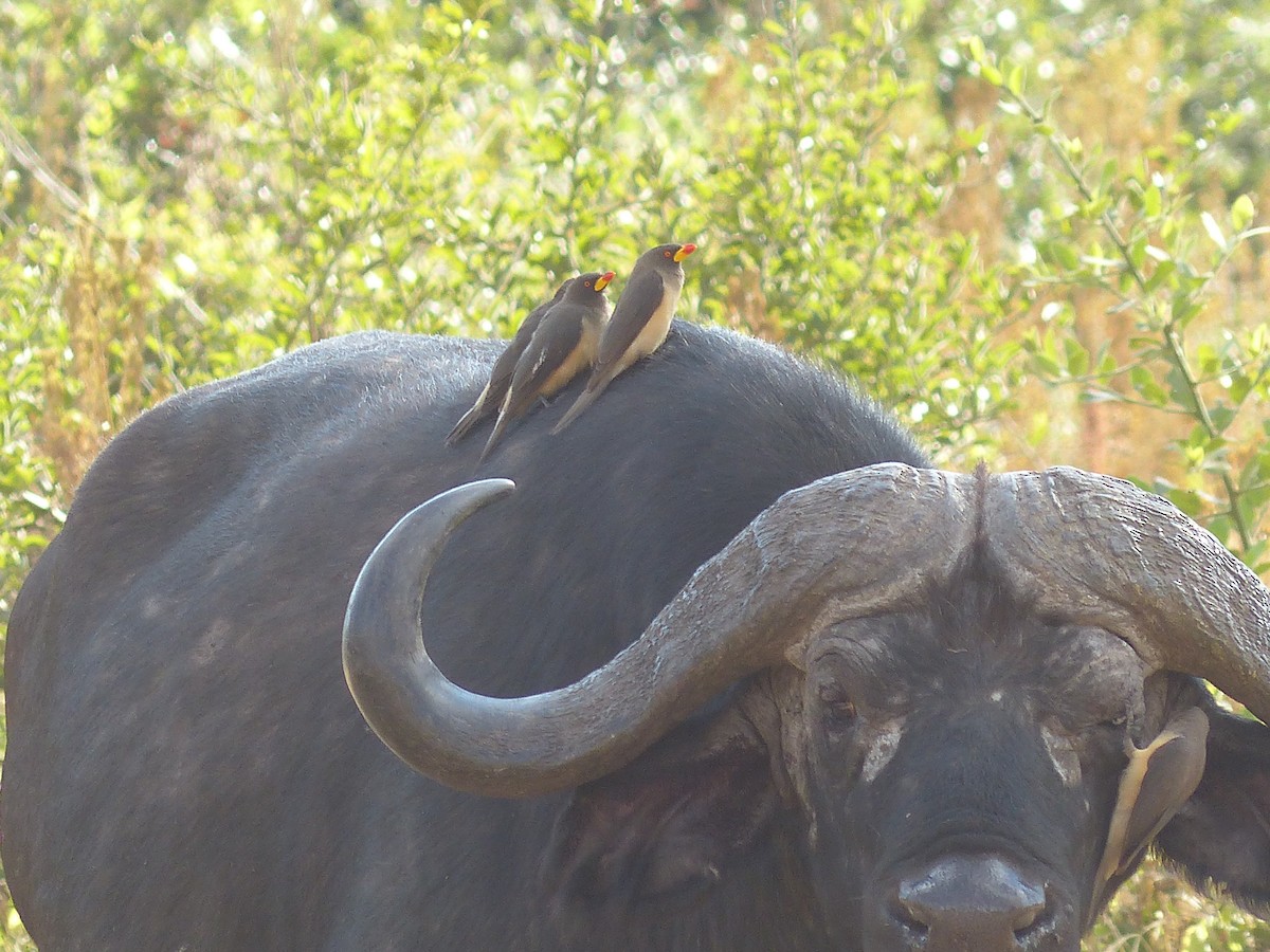 Yellow-billed Oxpecker - ML645554765