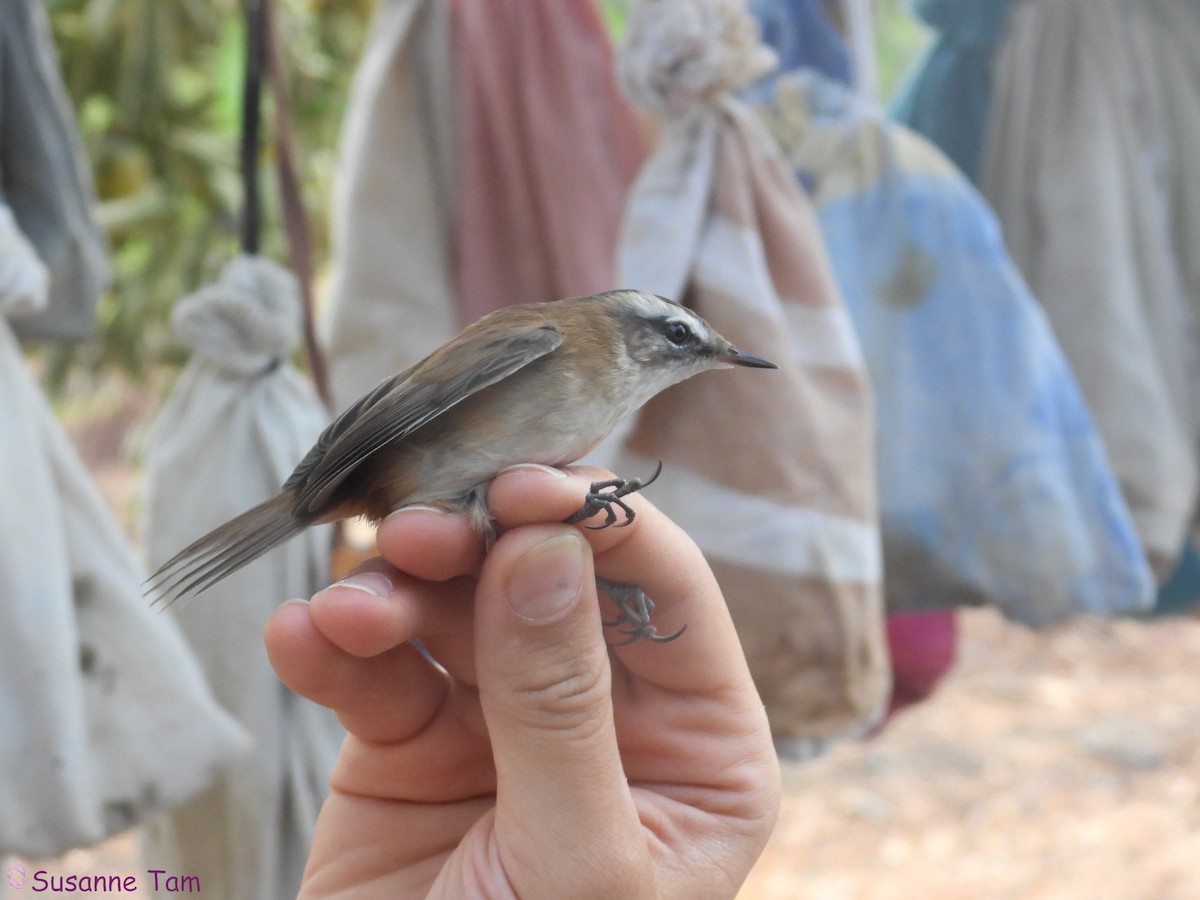 Moustached Warbler - ML645554776