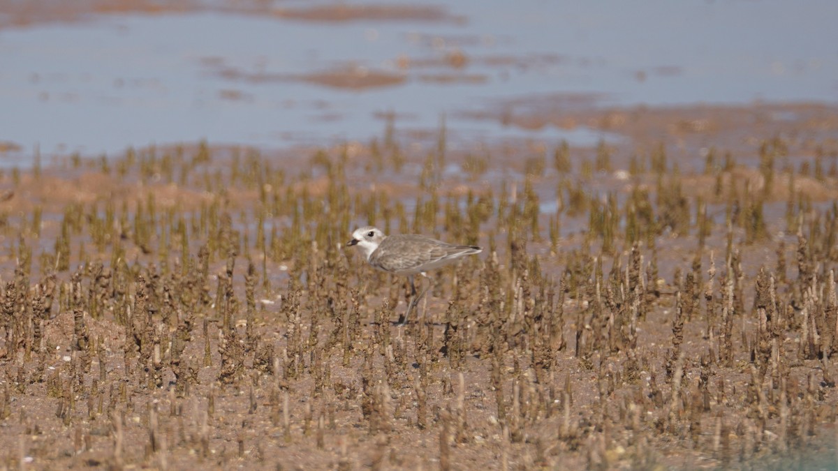 Tibet Cılıbıtı - ML645554777
