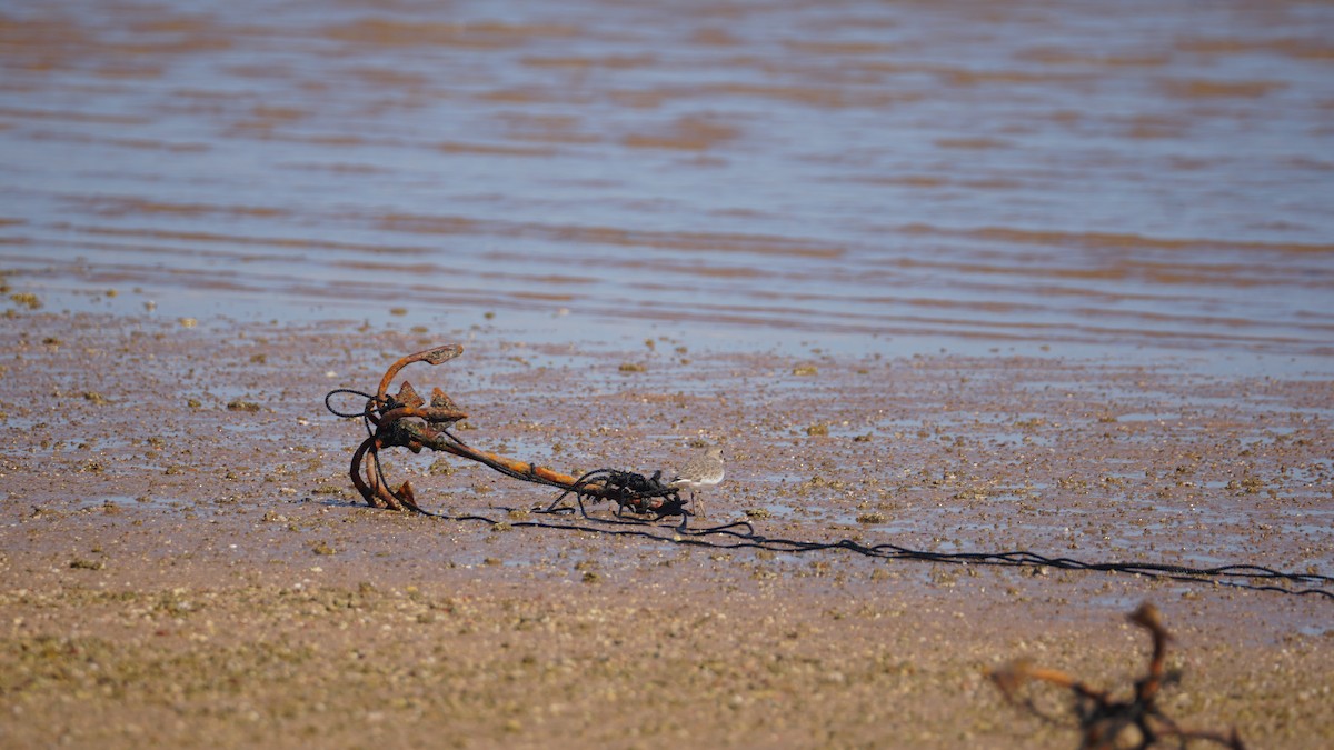 Tibet Cılıbıtı - ML645554778