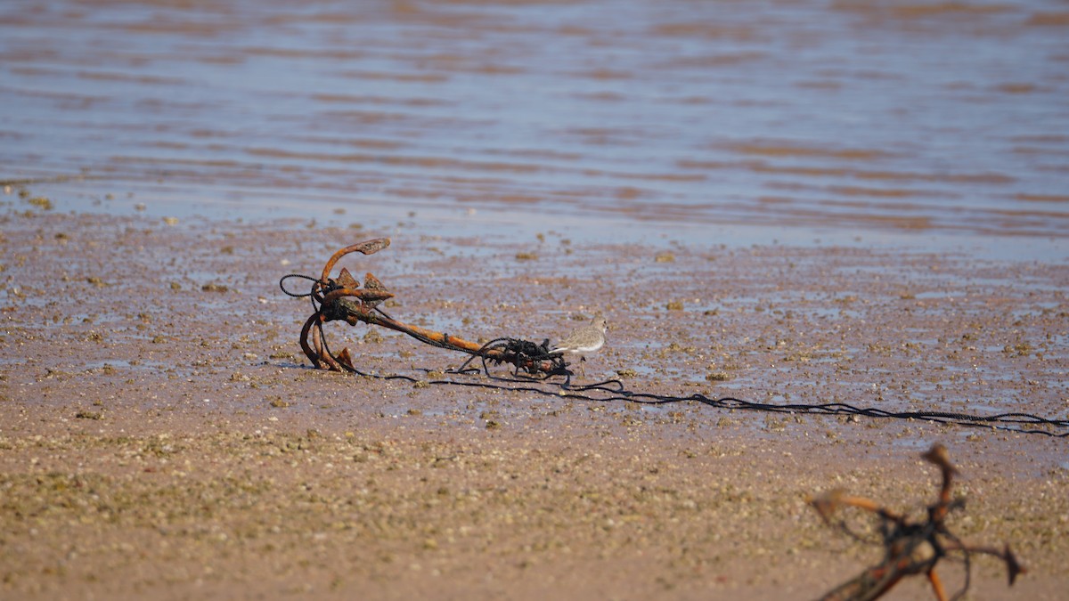 Tibet Cılıbıtı - ML645554779