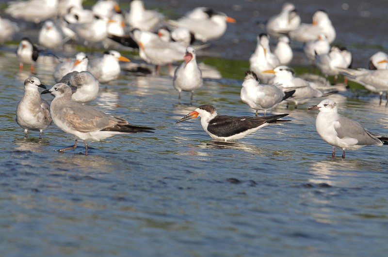 Black Skimmer - ML645554787