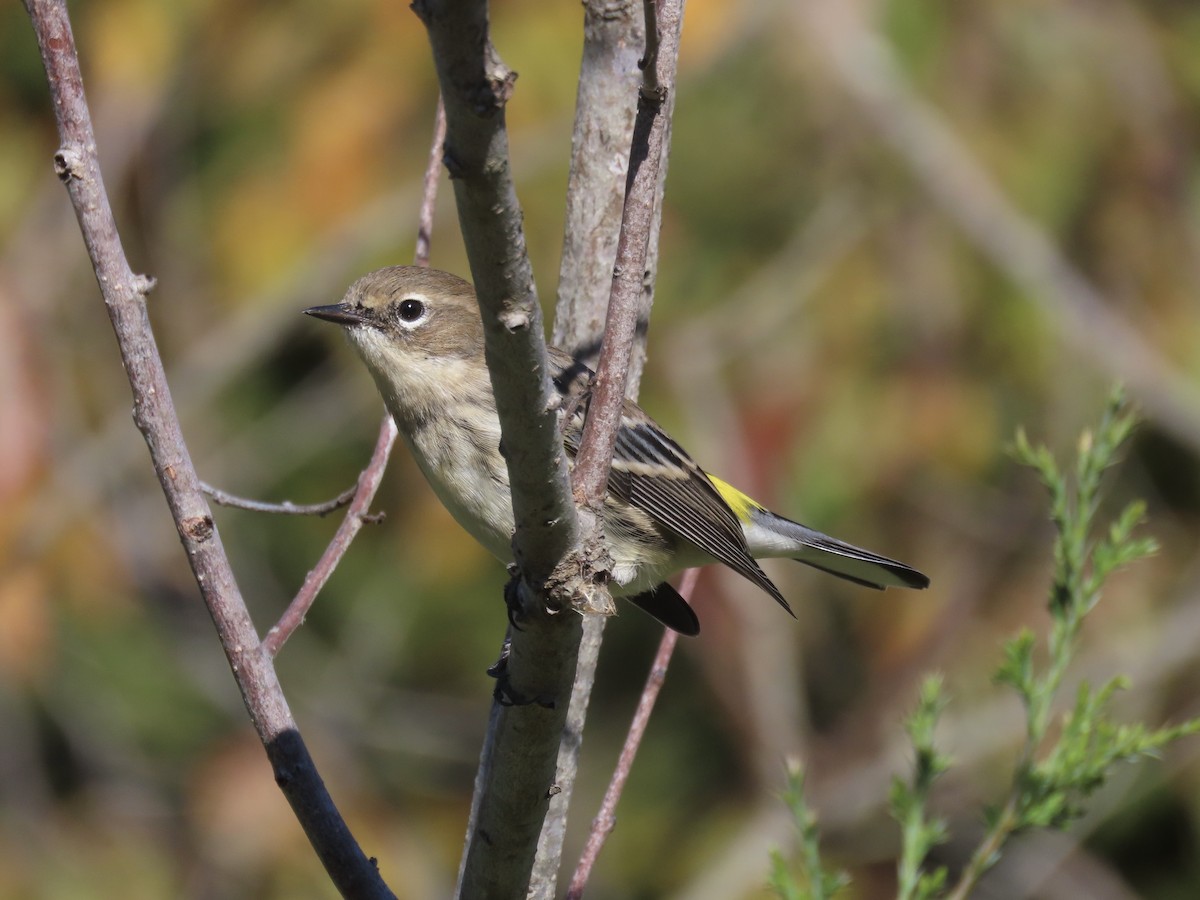 Yellow-rumped Warbler (Myrtle) - ML645554790