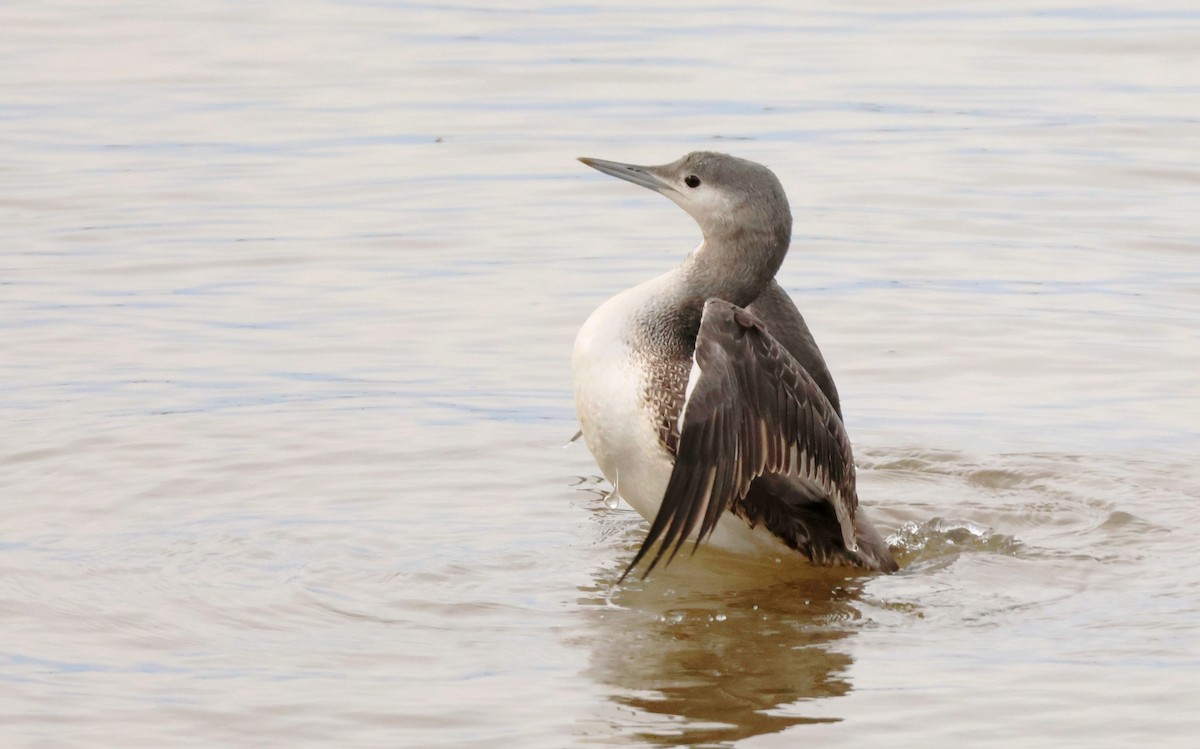 Red-throated Loon - ML645554791