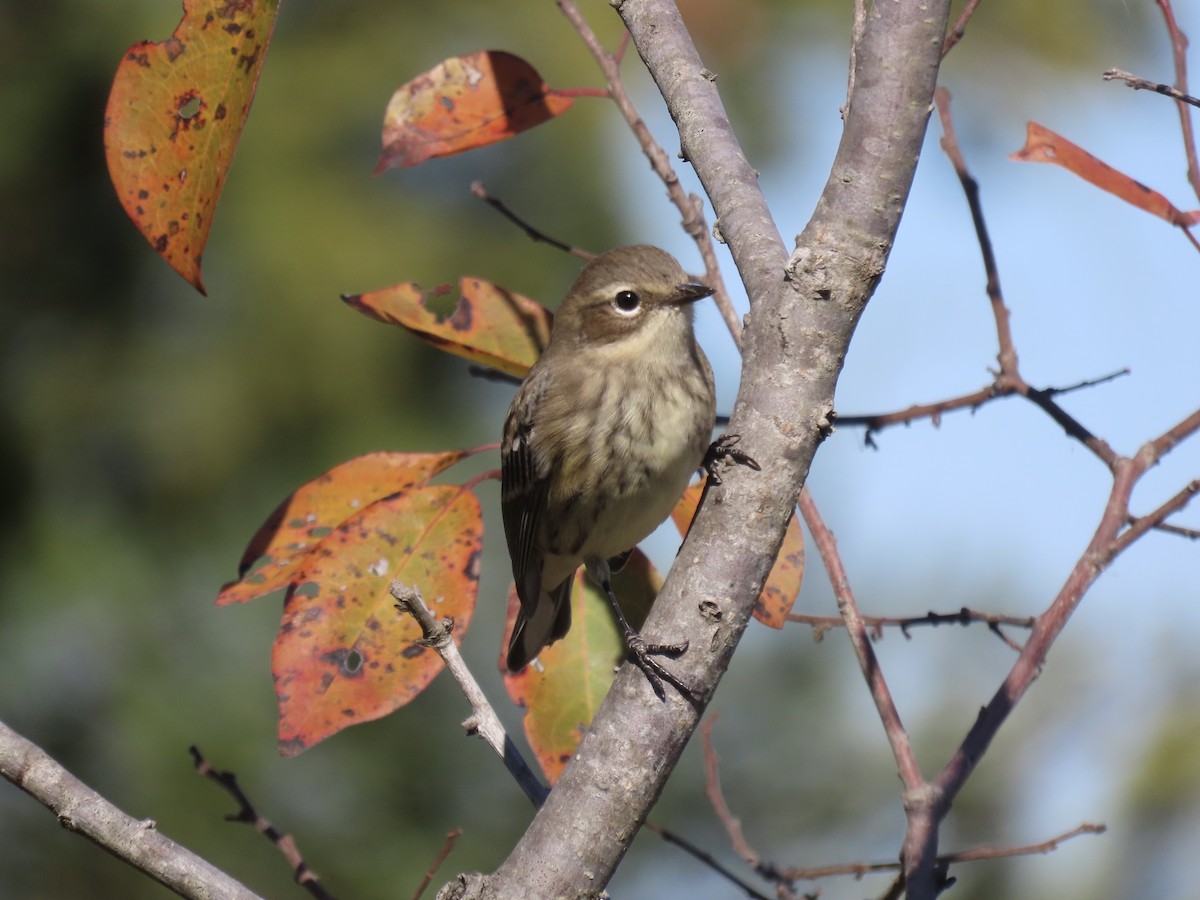 Yellow-rumped Warbler (Myrtle) - ML645554792