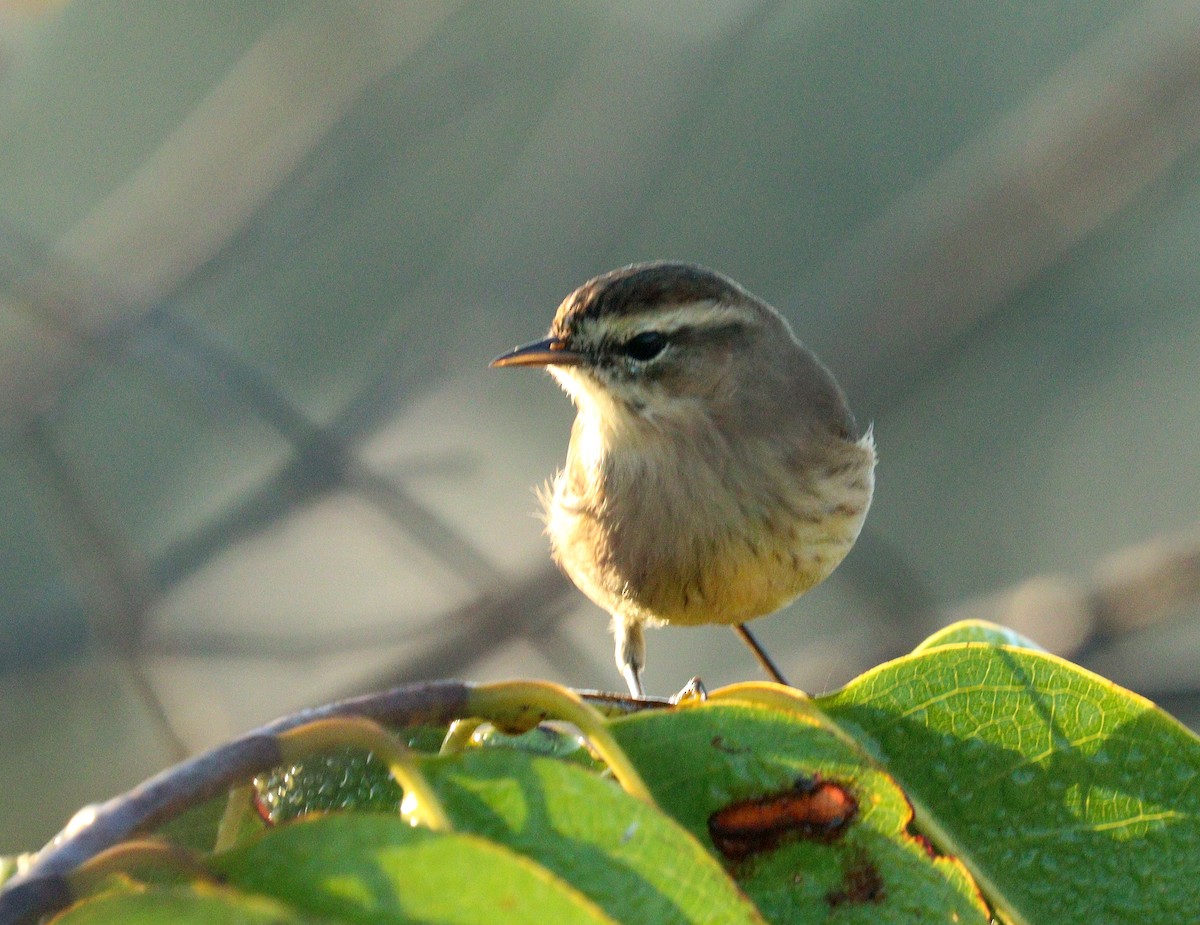 Palm Warbler - ML645554795