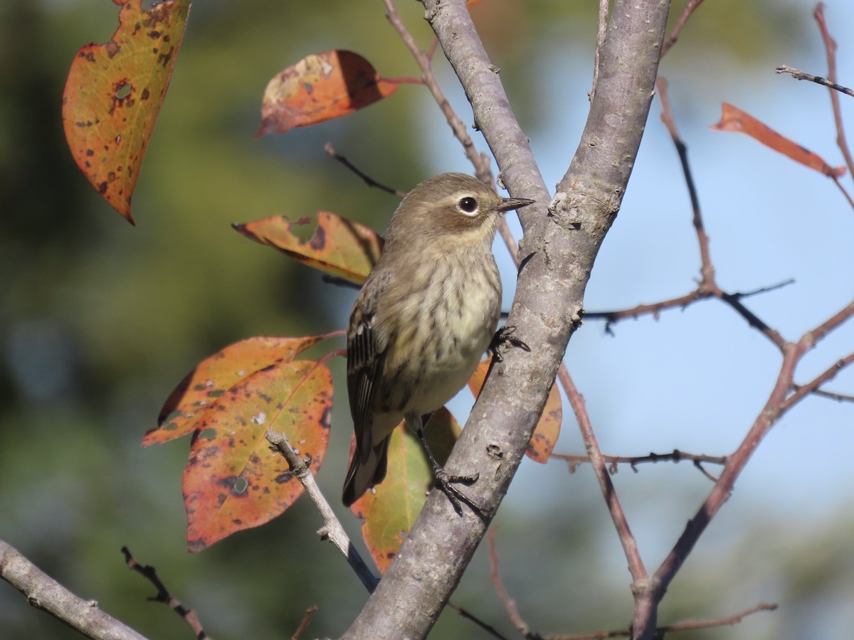 Yellow-rumped Warbler (Myrtle) - ML645554804