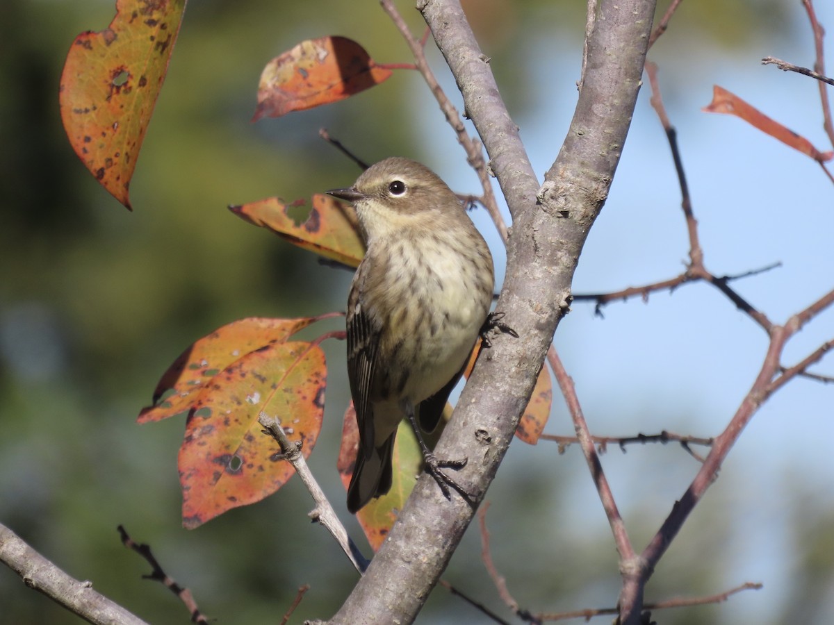 Yellow-rumped Warbler (Myrtle) - ML645554805