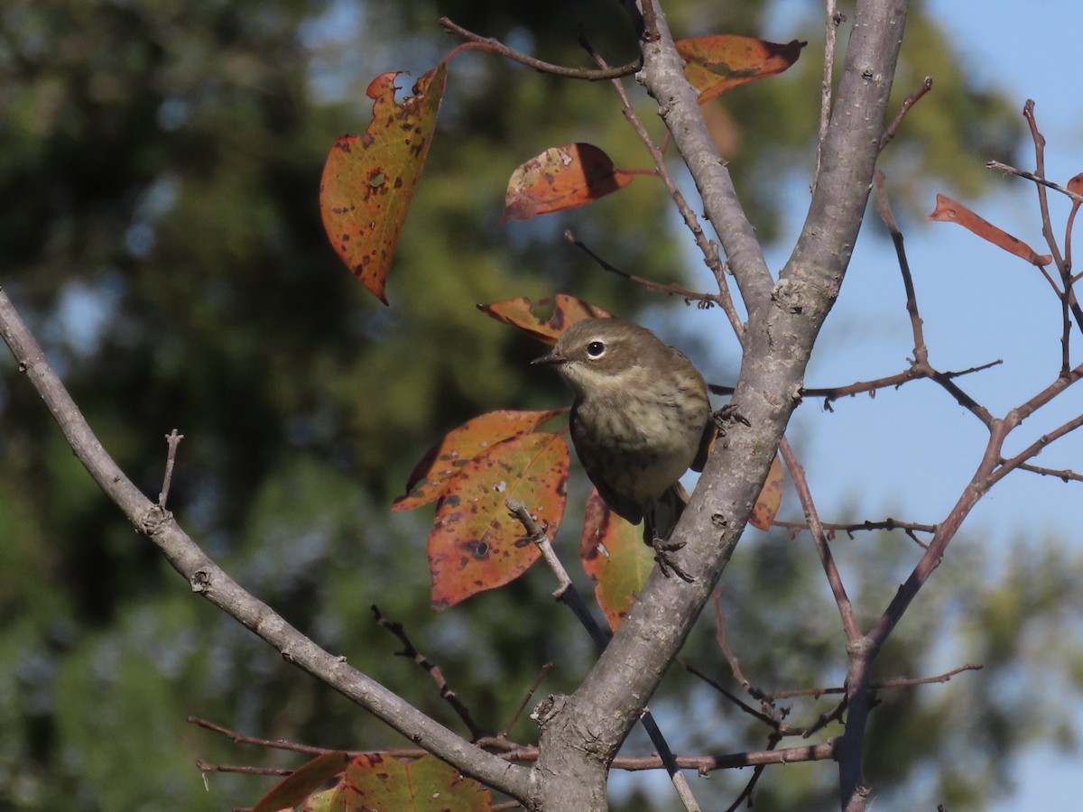 Yellow-rumped Warbler (Myrtle) - ML645554806