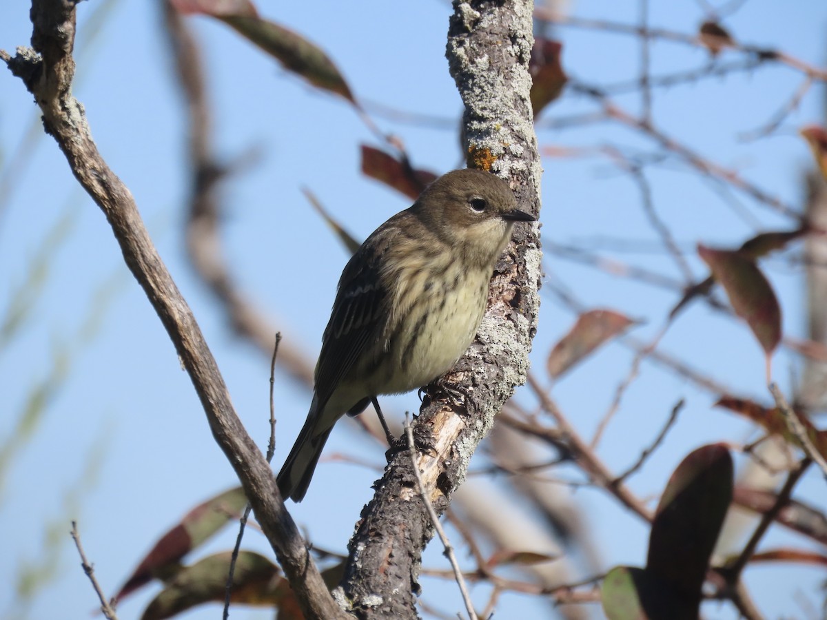 Yellow-rumped Warbler (Myrtle) - ML645554807