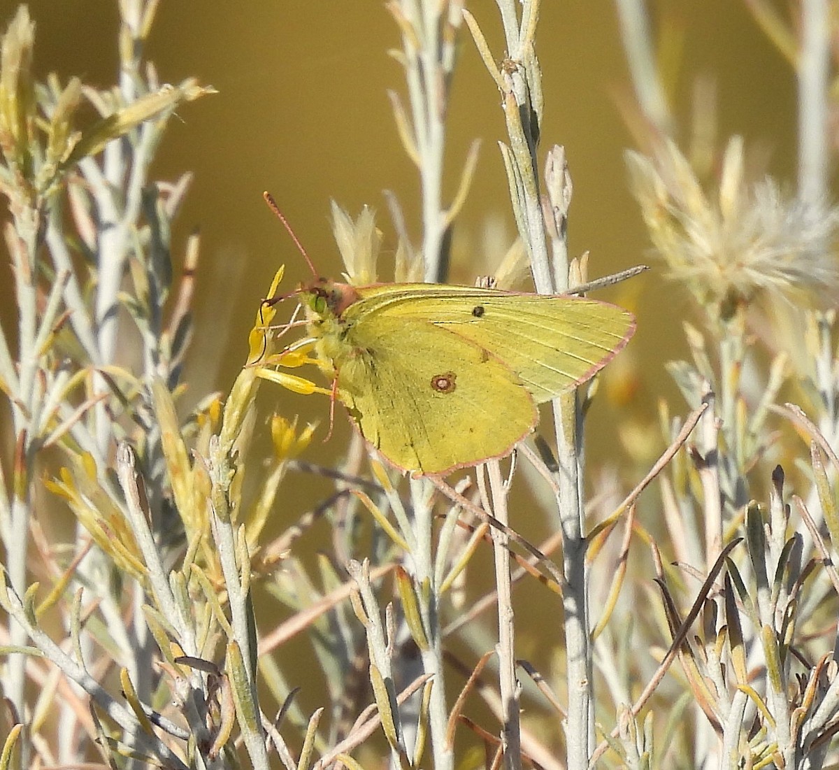 Animals - ML645554808