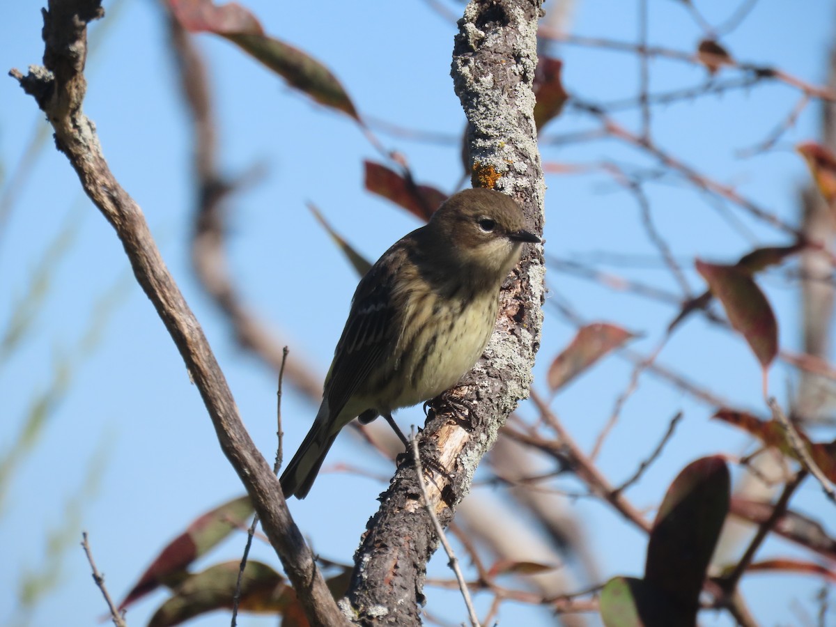 Yellow-rumped Warbler (Myrtle) - ML645554814