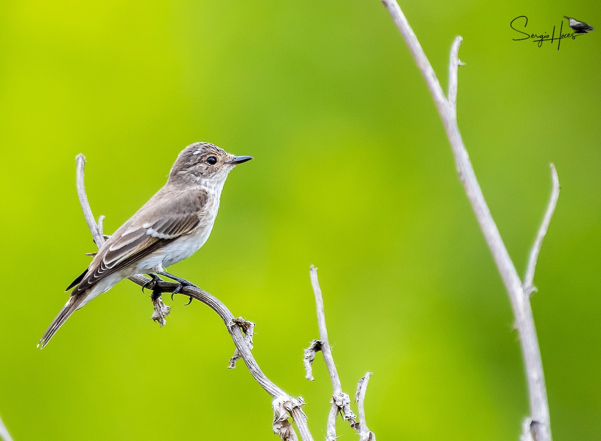 Spotted Flycatcher - ML645554815