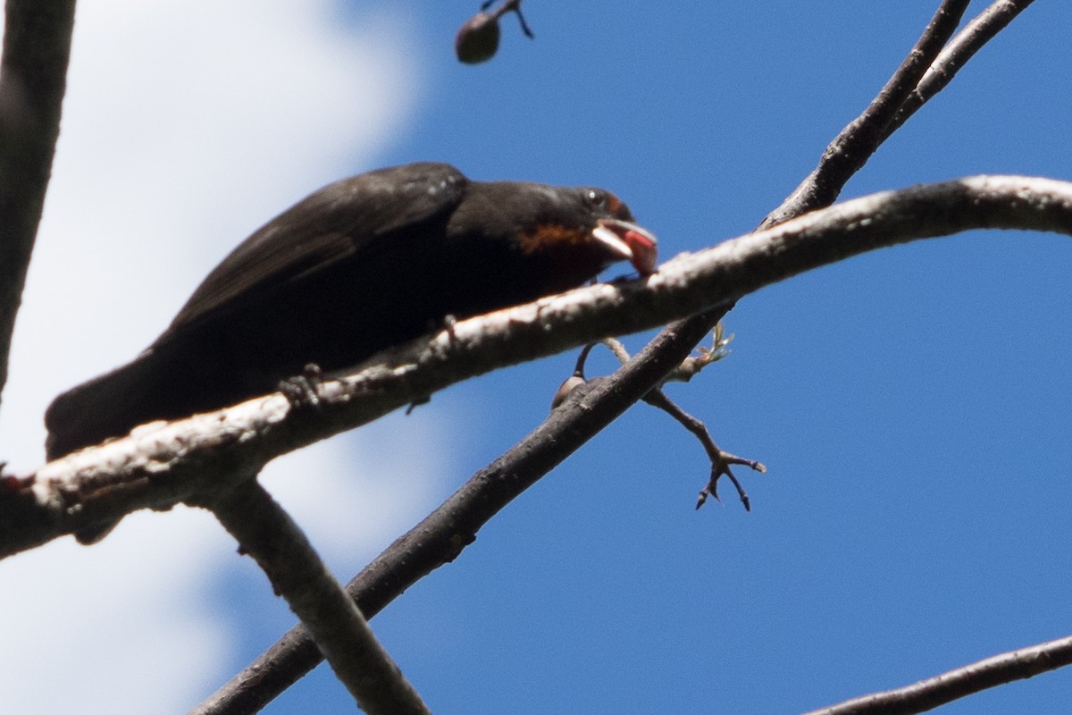 Lesser Antillean Bullfinch - ML645554816