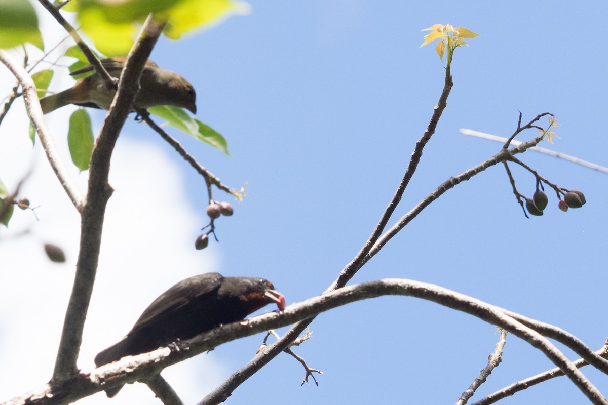 Lesser Antillean Bullfinch - ML645554817