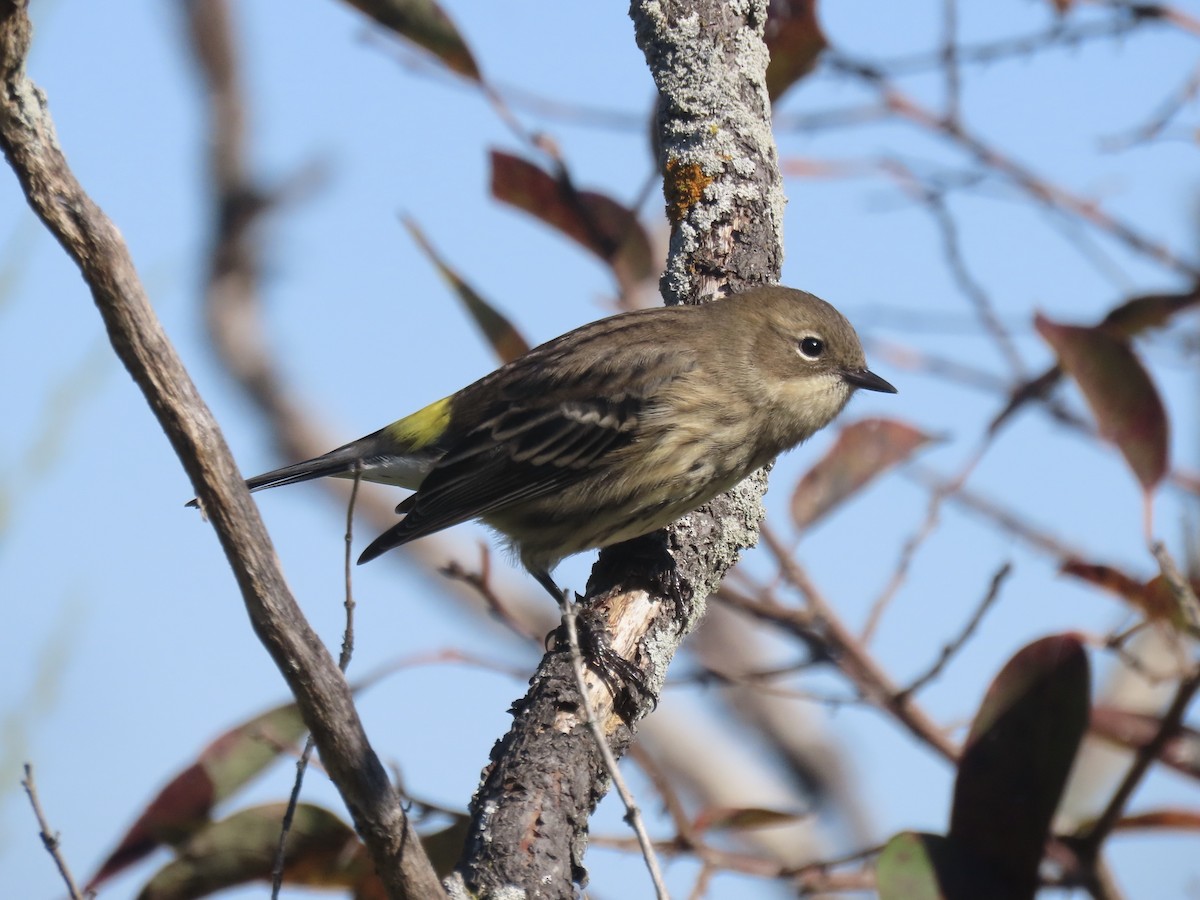 Yellow-rumped Warbler (Myrtle) - ML645554818