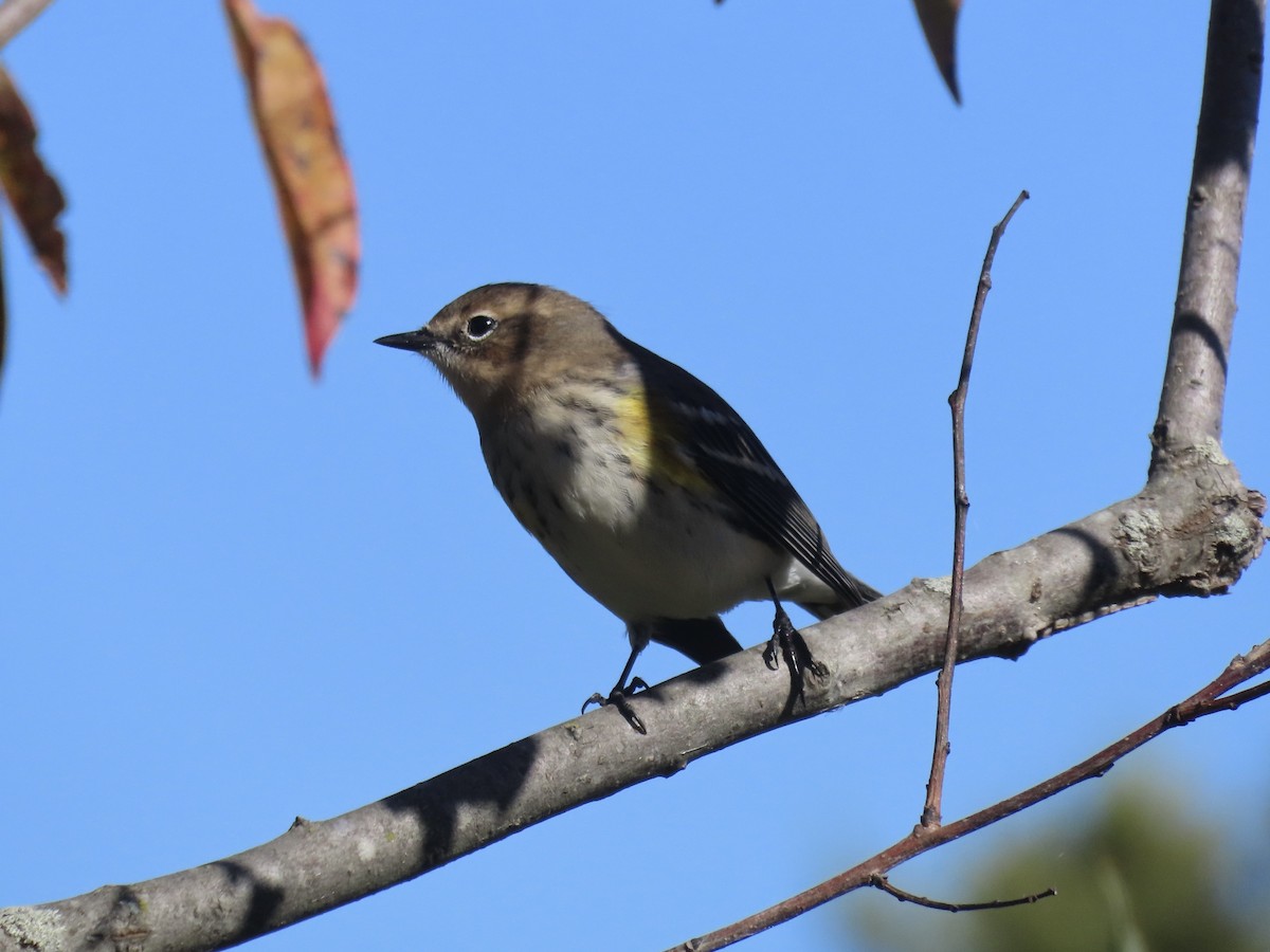 Yellow-rumped Warbler (Myrtle) - ML645554819