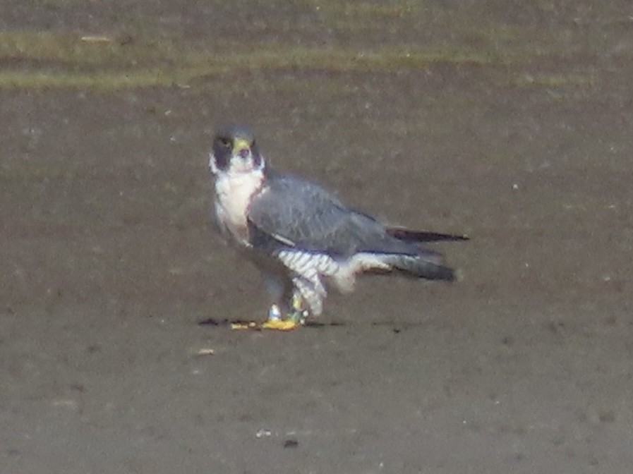 Peregrine Falcon - ML645554820