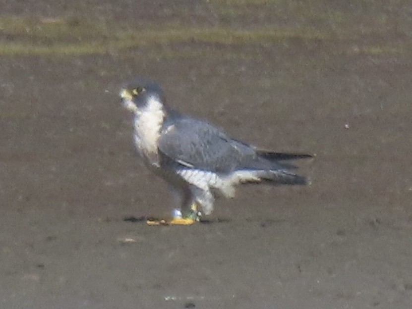 Peregrine Falcon - ML645554821