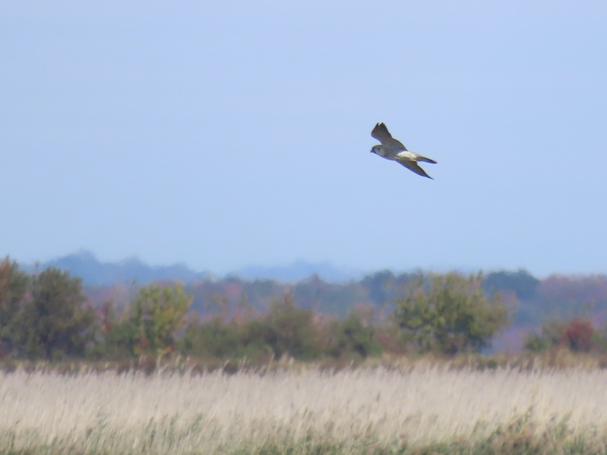 Peregrine Falcon - ML645554823