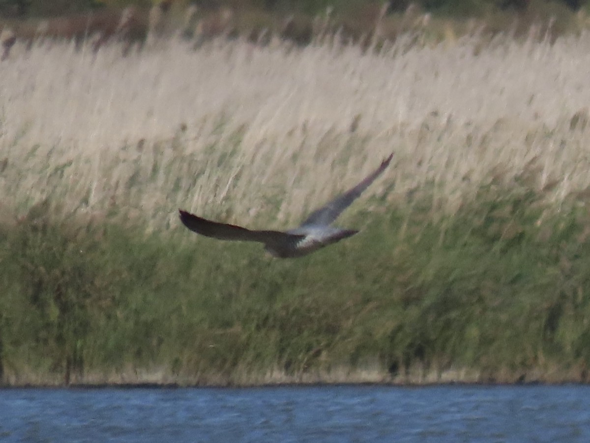 Peregrine Falcon - ML645554826