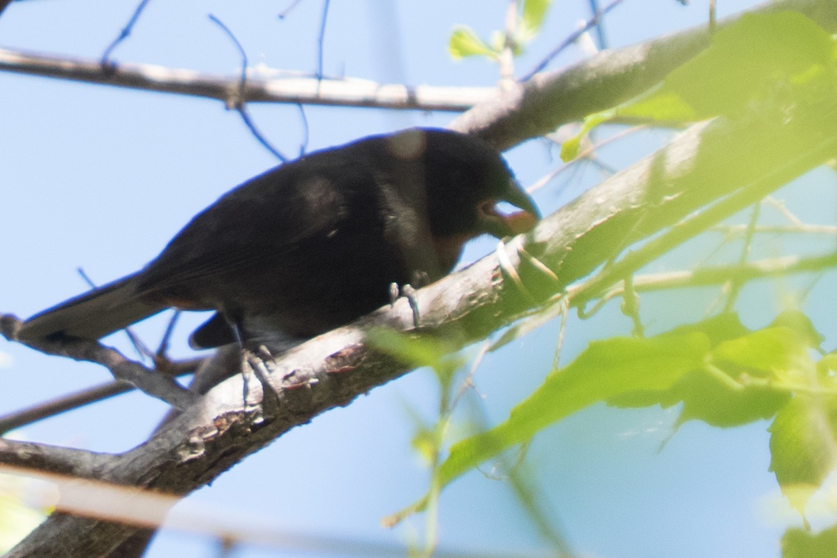 Lesser Antillean Bullfinch - ML645554828