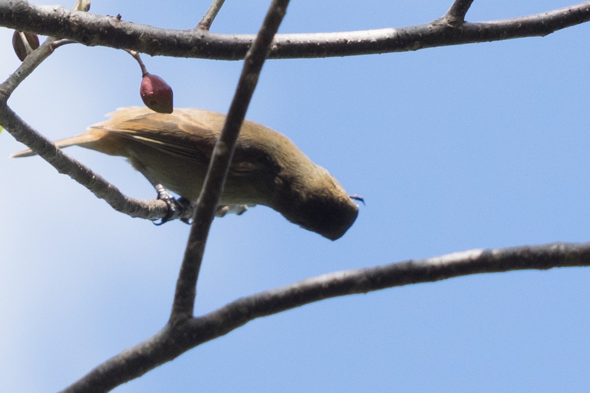 Lesser Antillean Bullfinch - ML645554829