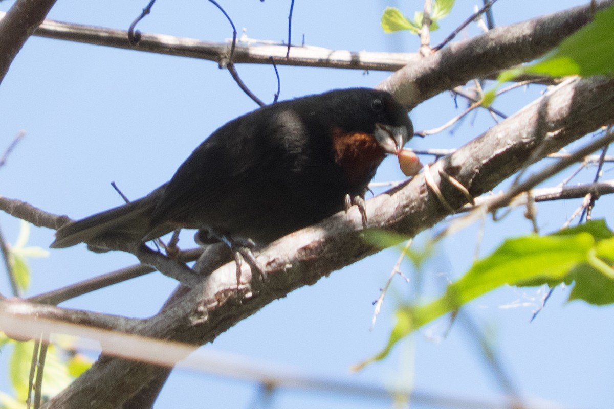 Lesser Antillean Bullfinch - ML645554830