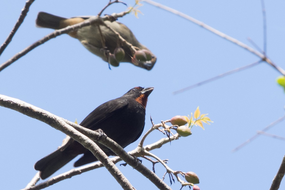 Lesser Antillean Bullfinch - ML645554831