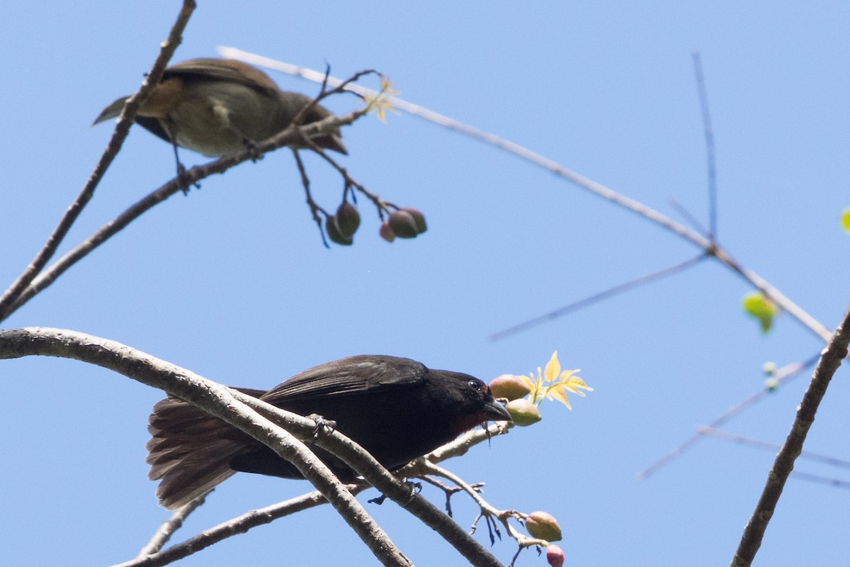Lesser Antillean Bullfinch - ML645554832
