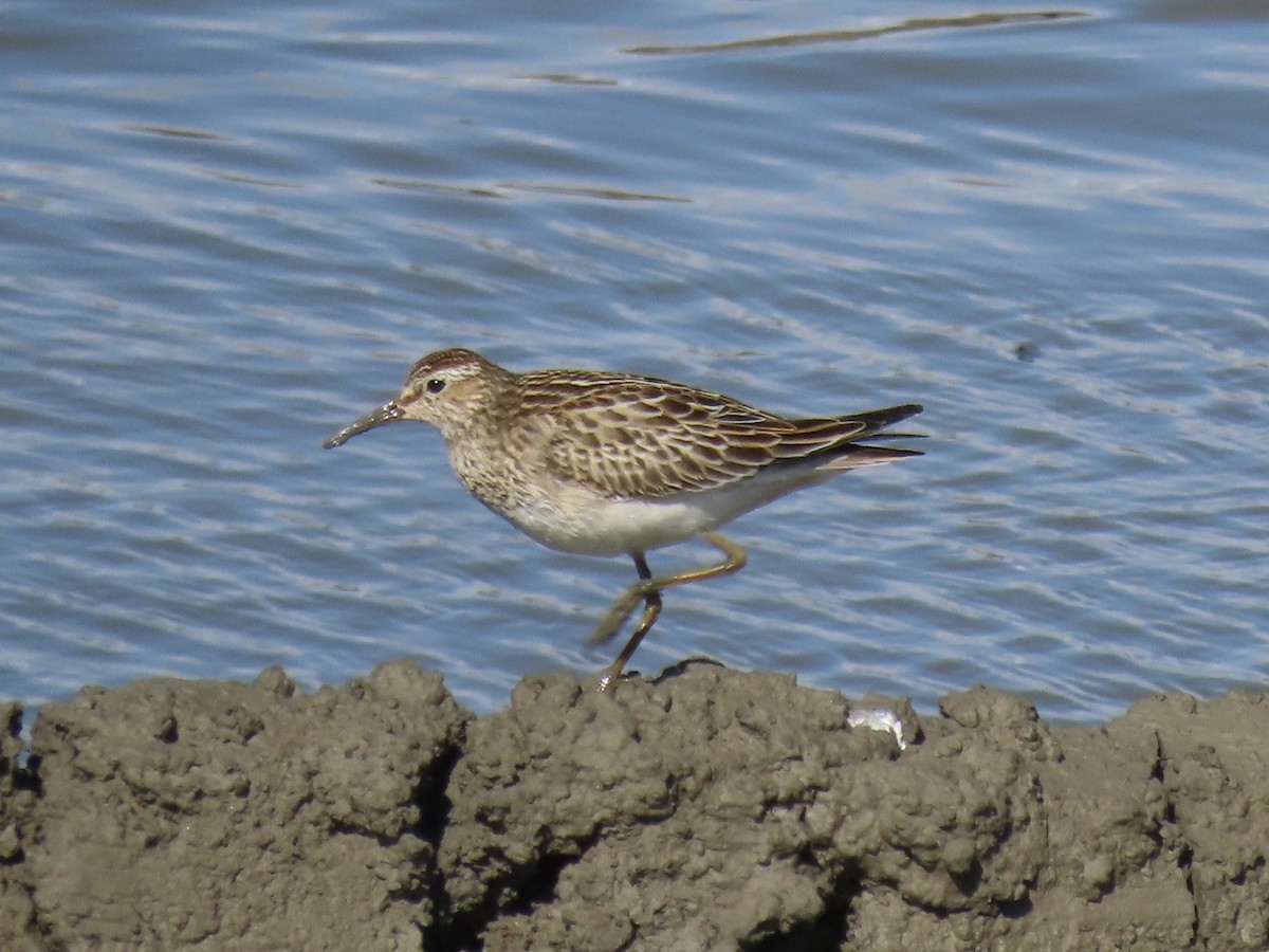 Pectoral Sandpiper - ML645554833