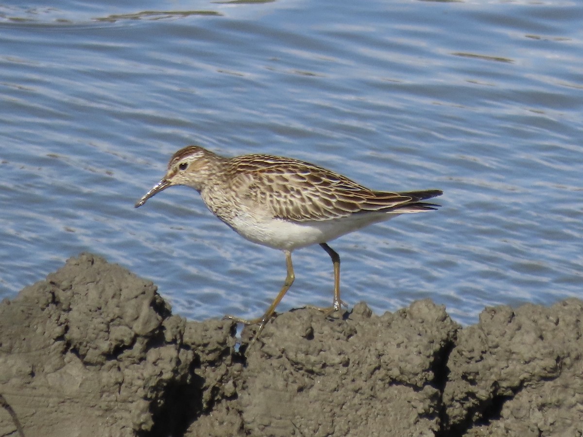 Pectoral Sandpiper - ML645554834
