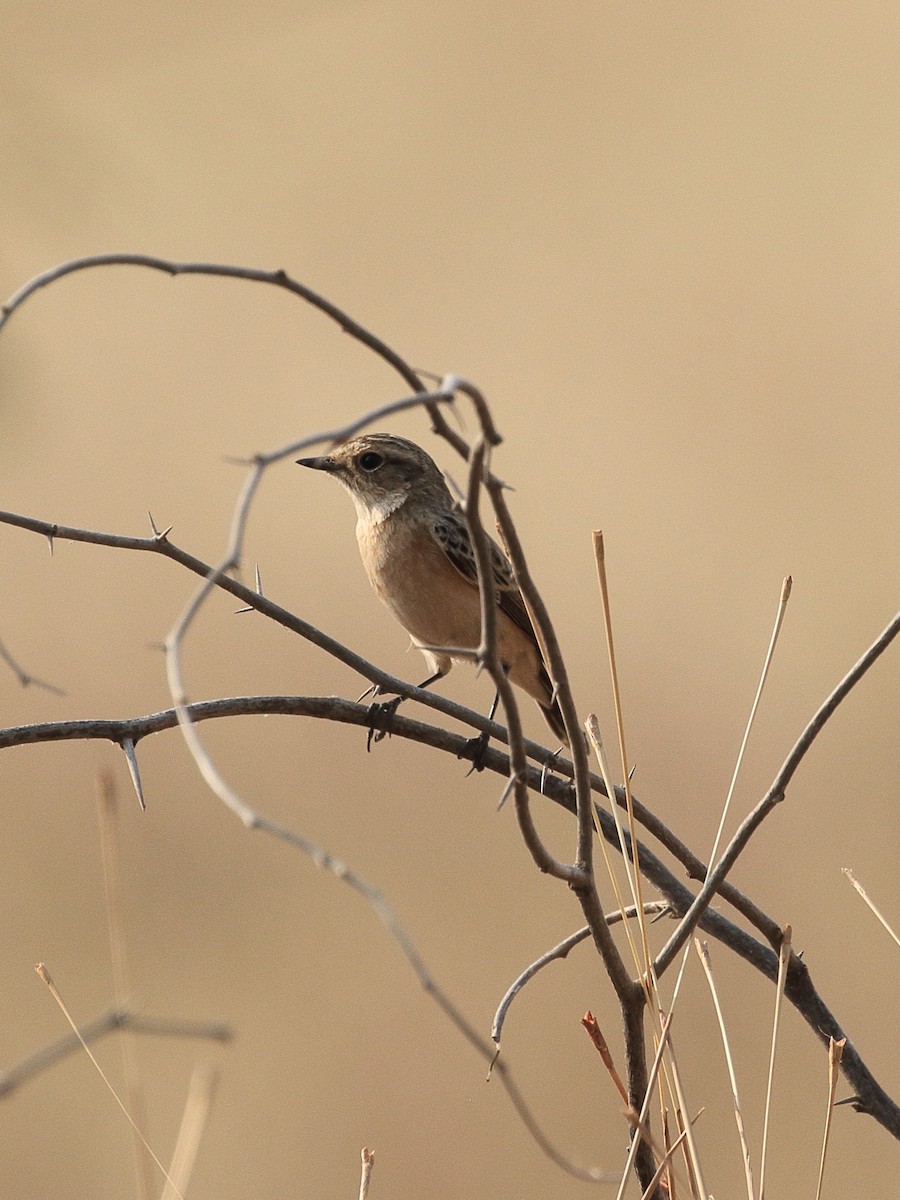 Siberian Stonechat - ML645554837