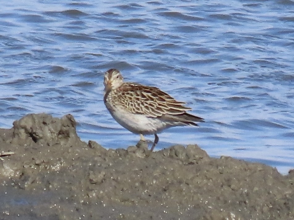 Pectoral Sandpiper - ML645554838