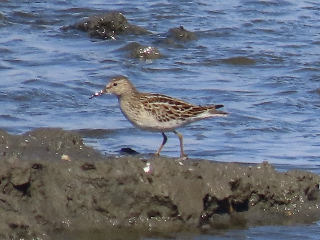 Pectoral Sandpiper - ML645554839