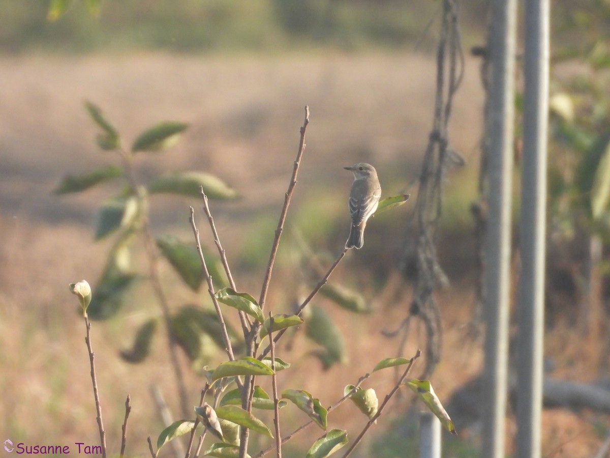 Spotted Flycatcher - ML645554847