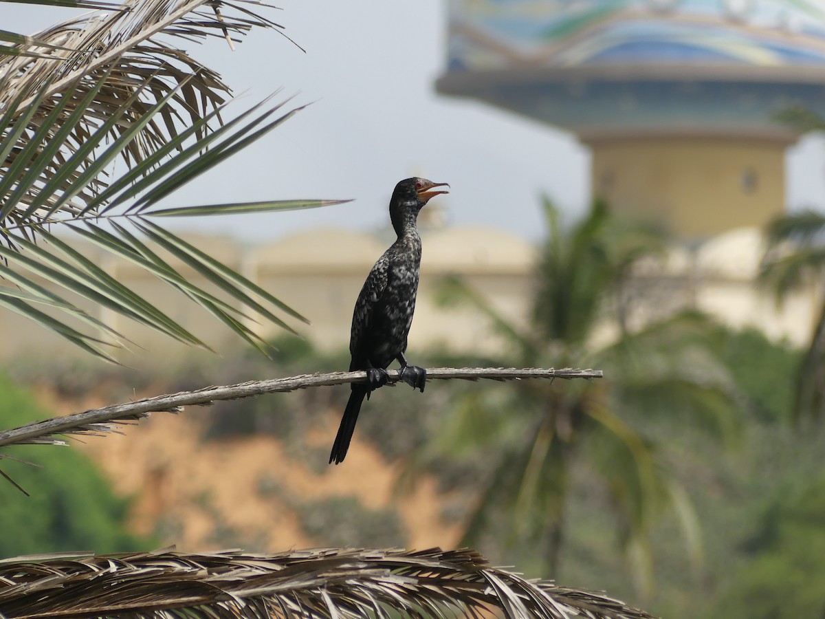 kormorán dlouhoocasý - ML645554879