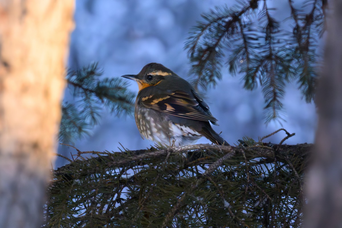 drozd pruhokřídlý - ML645554886