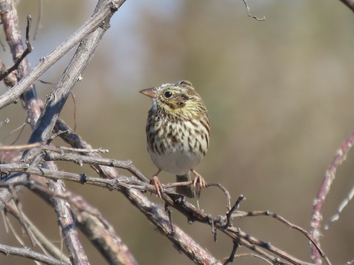 Savannah Sparrow (Savannah) - ML645554889
